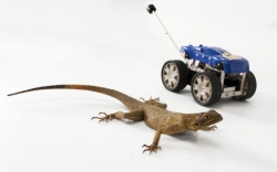 Roboty mobilne inspirowane skaczącymi jaszczurkami