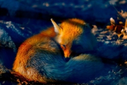 Firefox na czele listy wadliwych przeglądarek