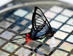 Nowa elektroniczna skóra wyczuje chodzącego po niej motyla