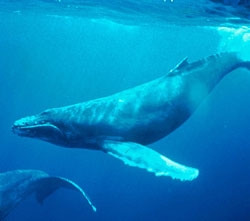 Łopaty turbin morskich inspirowane płetwami wieloryba